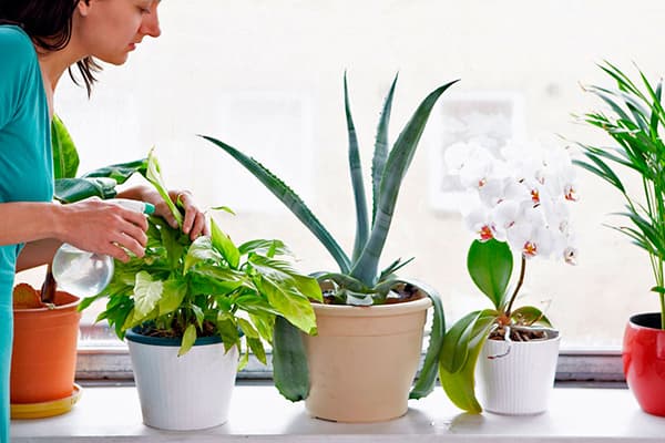 Îngrijiri de plante