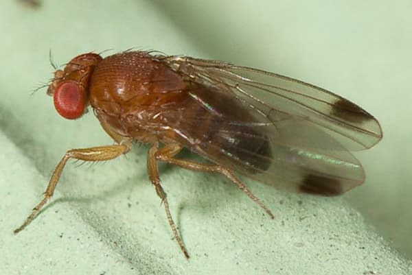 Drosophila