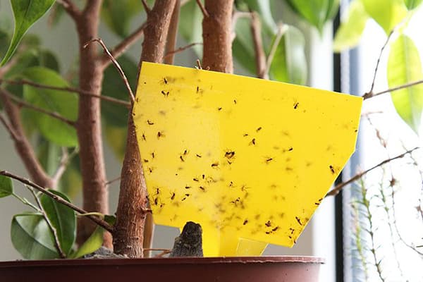 Capcana Midge