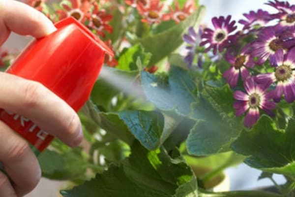 Stropirea florilor interioare cu un insecticid