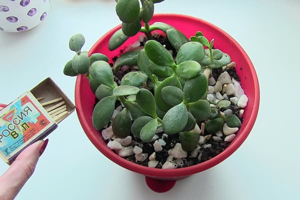 Meciuri de la mijloc la plantele interioare