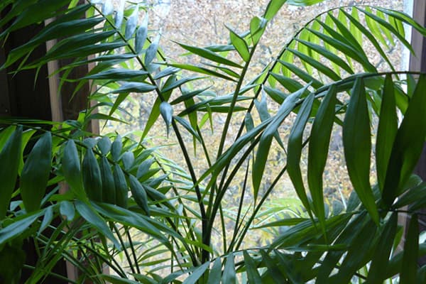 Planta de interior