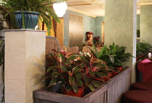 Aglaonema mākslīgā apgaismojuma apstākļos