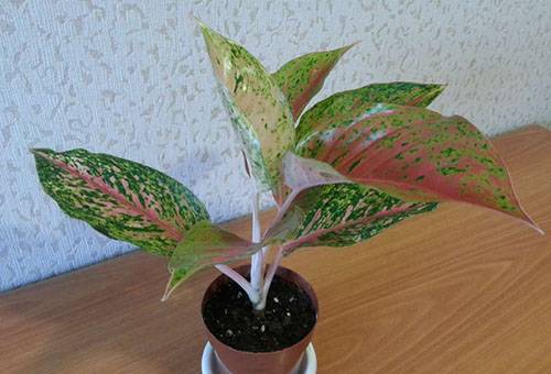 Pārstādīta aglaonema