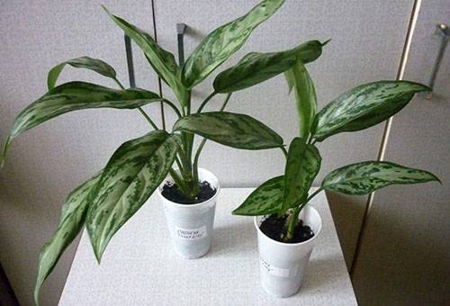 Aglaonema reprodukcija