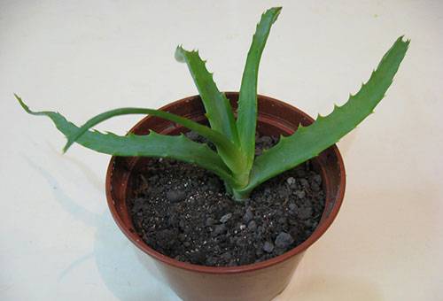 Plantat aloe