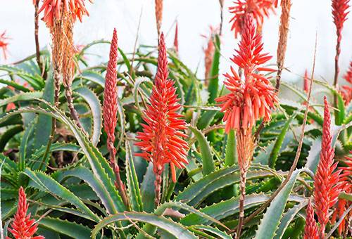 Înflorirea aloe