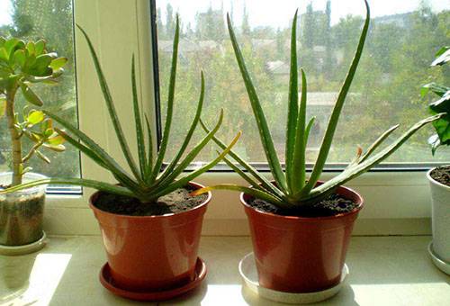 Aloe pe pervaz