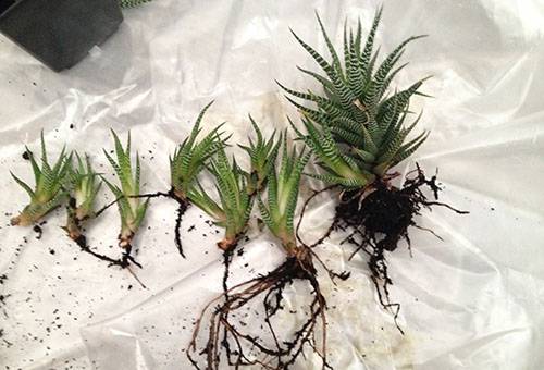 Transplant de aloe