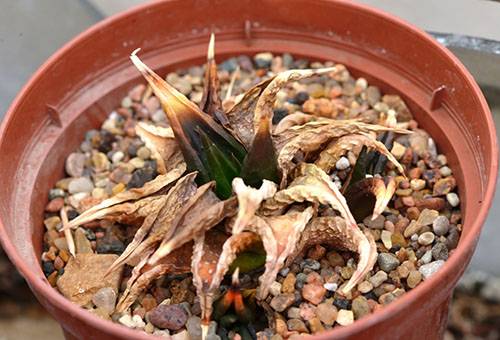 Aloe uscată