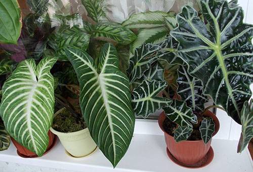 Alocasia de două tipuri