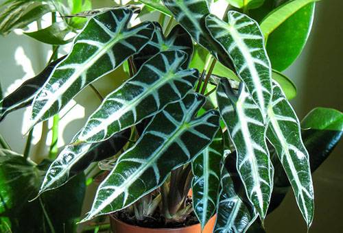 Alocasia în lumina ambientală
