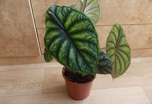Alocasia într-un vas mic