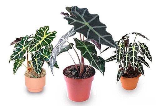 Alocasia în diferite vase