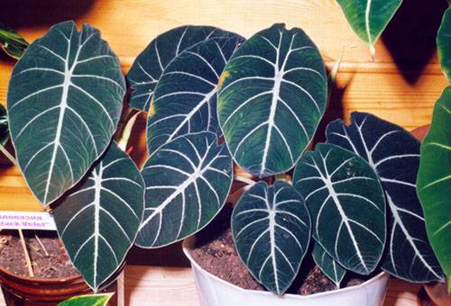 Alocasia soiuri catifea