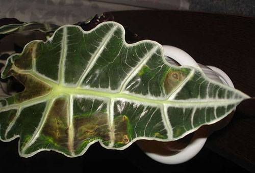 Frunza bolnavă de Alocasia