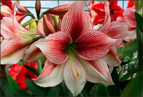 Amaryllis