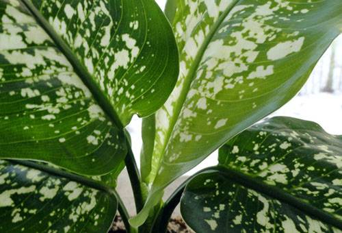 Frunze de Dieffenbachia