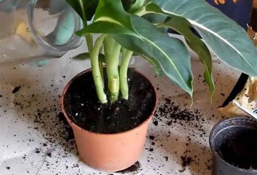Transplant dieffenbachia