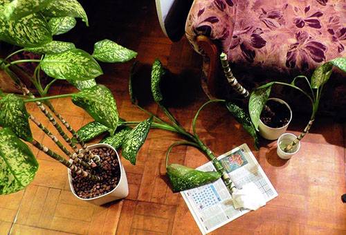 Reproducerea Dieffenbachia