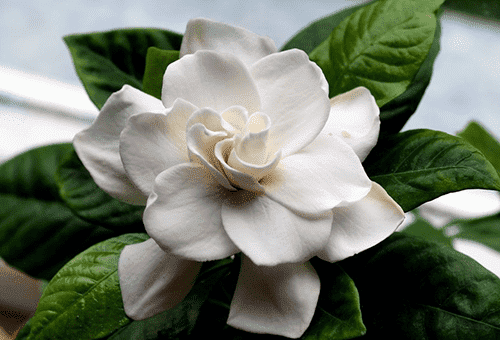 Floare Gardenia