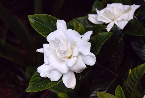 Gardenia înflorită