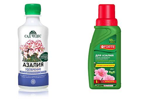 Îngrășăminte pentru Azalea