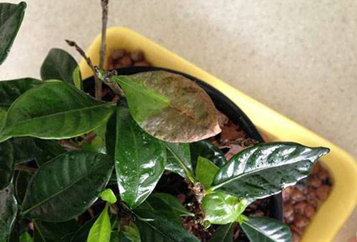 Gardenia frunze uscate