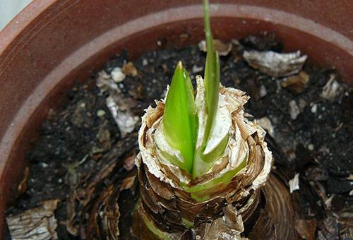 Ciorba de ceapă Hippeastrum