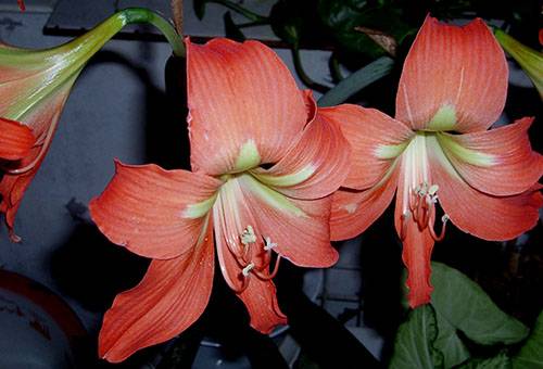 Flori Hippeastrum