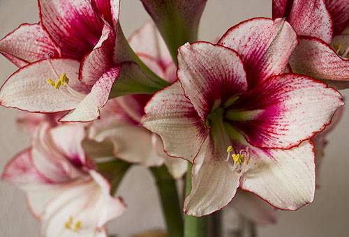 Hippeastrum înflorit