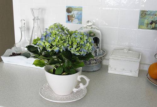 Hortensie în bucătărie
