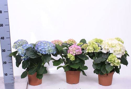 Hortensie de diferite culori în ghivece