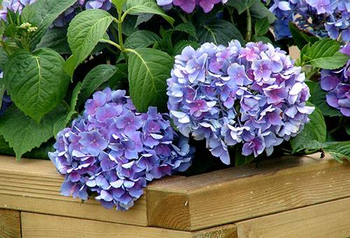 Hortensie interioară