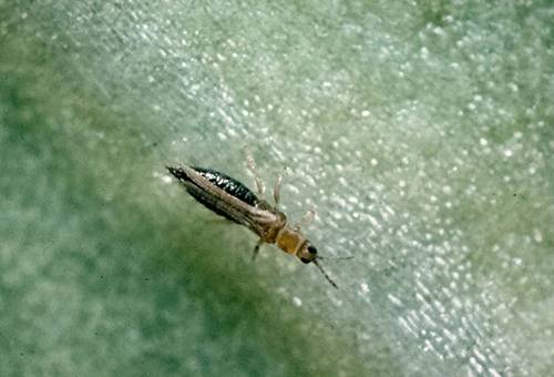 Thrips individuale