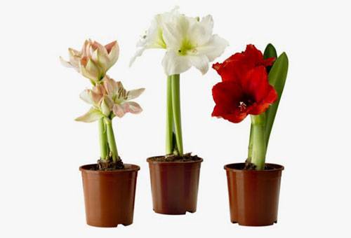 Specie Amaryllis