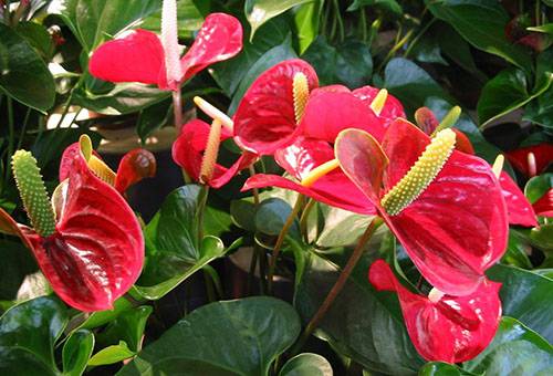 Flori de Anthurium