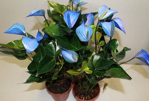 Anthurium cu flori albastre