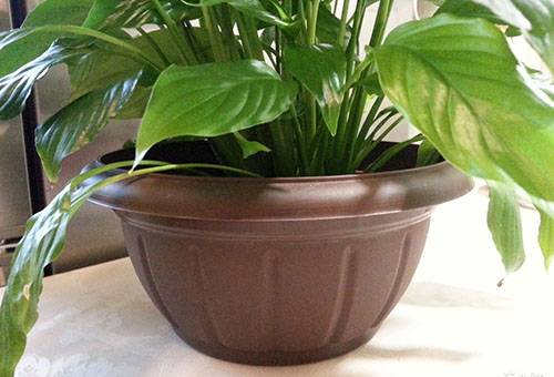 Anthurium într-o oală