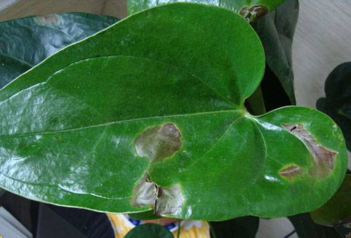 Frunza Anthurium deteriorată