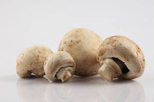 Champignons