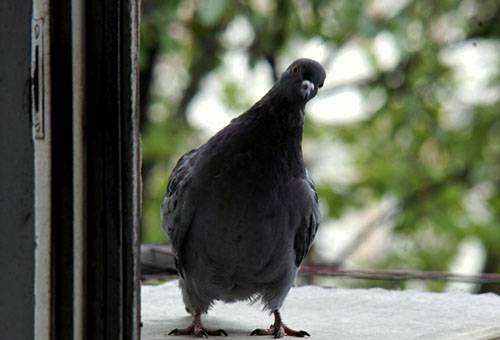 Porumbeii colegi prin fereastra unui apartament