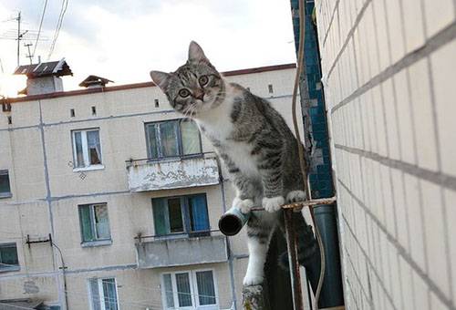 Pisică lângă balcon