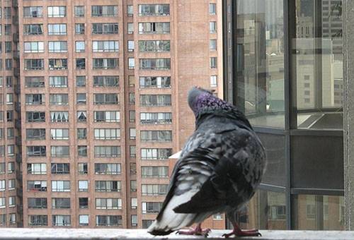 Porumbel pe parapet