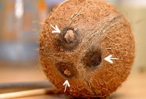 trei găuri într-o nucă de cocos