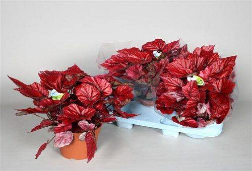 Begonia regală