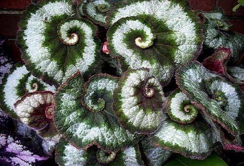  Melcul Begonia (Escargo)