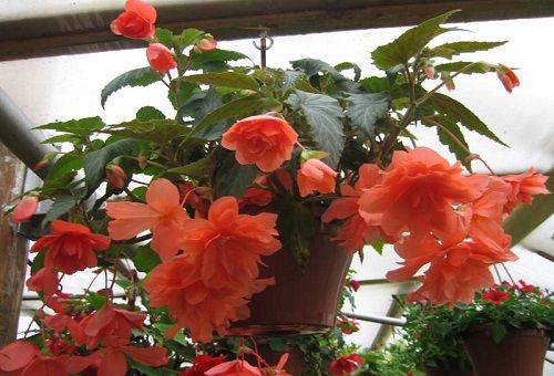 flori de begonia roșie
