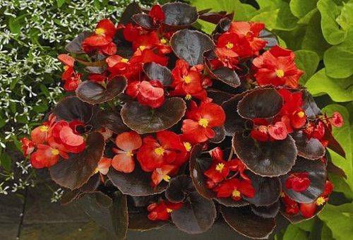 Begonia tuberculoasă