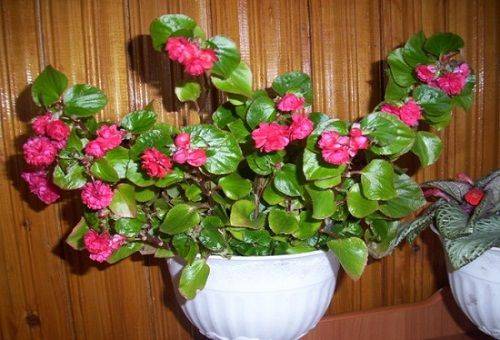 begonia perenie